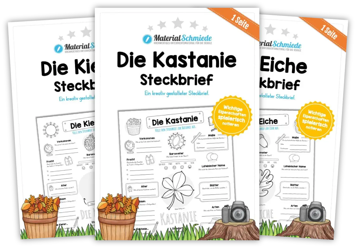 Unterrichtsmaterial Bäume & Blätter - Arbeitsblätter und Übungen (3. - 4. Klasse)