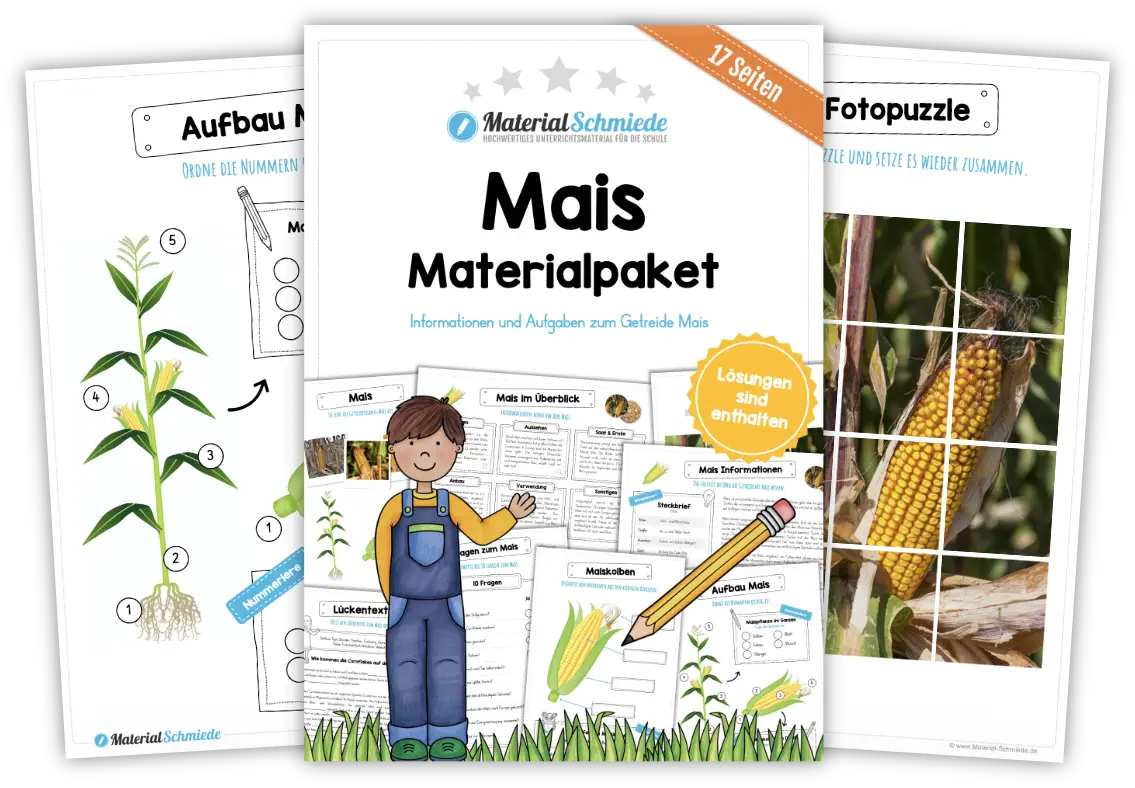 Unterrichtsmaterial Mais - Arbeitsblätter und Übungen (3. & 4. Klasse)
