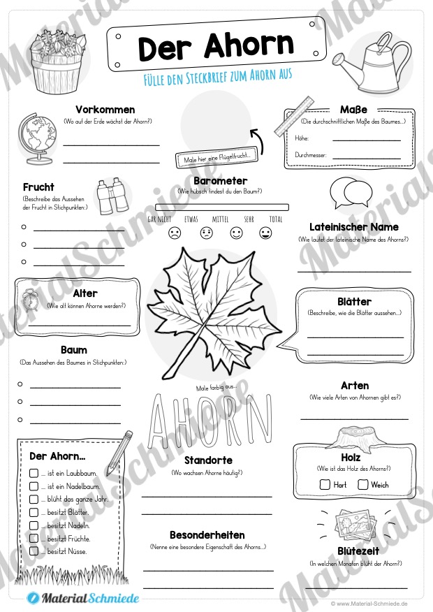Steckbrief Ahorn