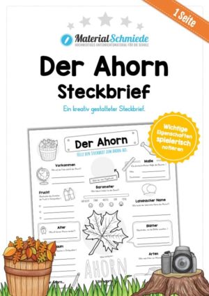 Steckbrief Ahorn