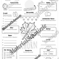 Steckbrief Ahorn (Vorschau)