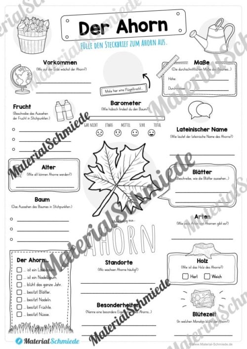 Steckbrief Ahorn (Vorschau)