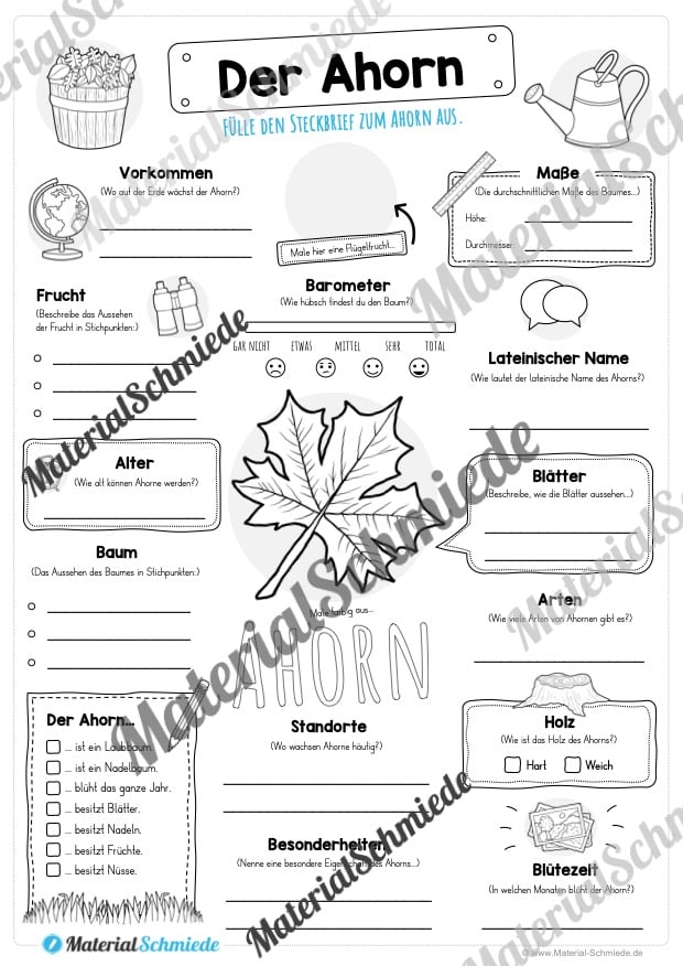 Steckbrief Ahorn (Vorschau)