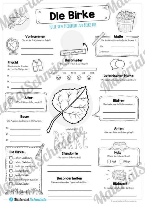 Steckbrief Birke