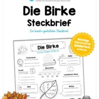 Steckbrief Birke