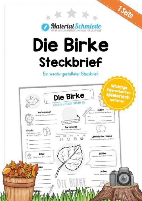 Steckbrief Birke