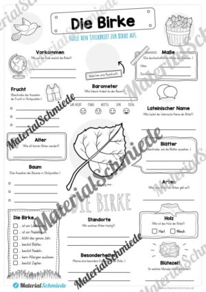 Steckbrief Birke (Vorschau)