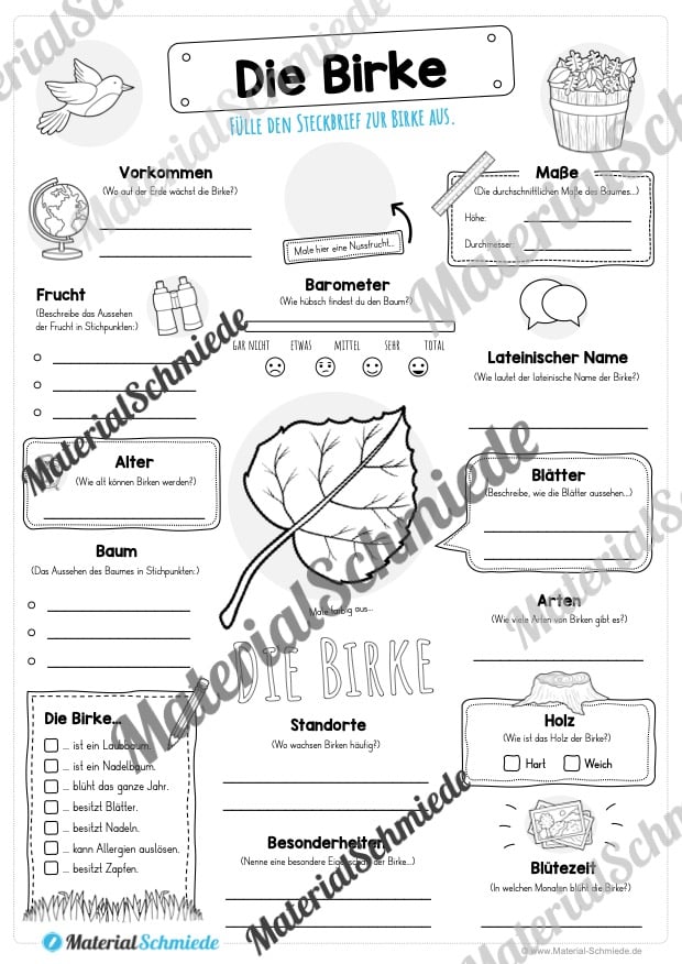 Steckbrief Birke (Vorschau)