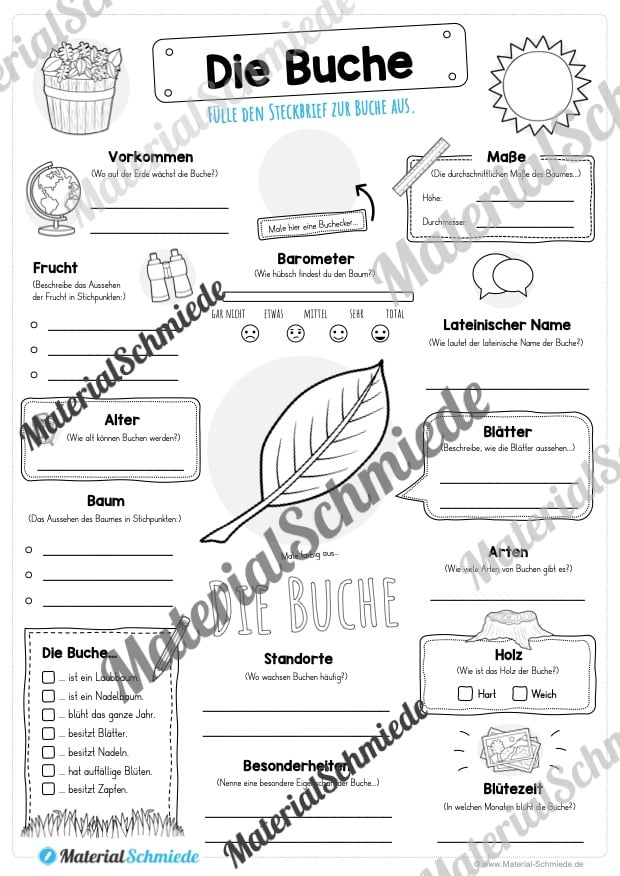 Steckbrief Buche (Vorschau)