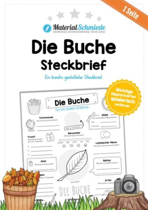 Steckbrief Buche