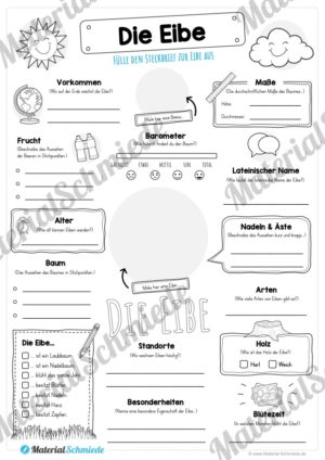 Steckbrief Eibe