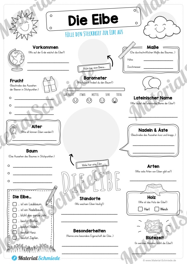 Steckbrief Eibe