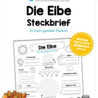 Steckbrief Eibe