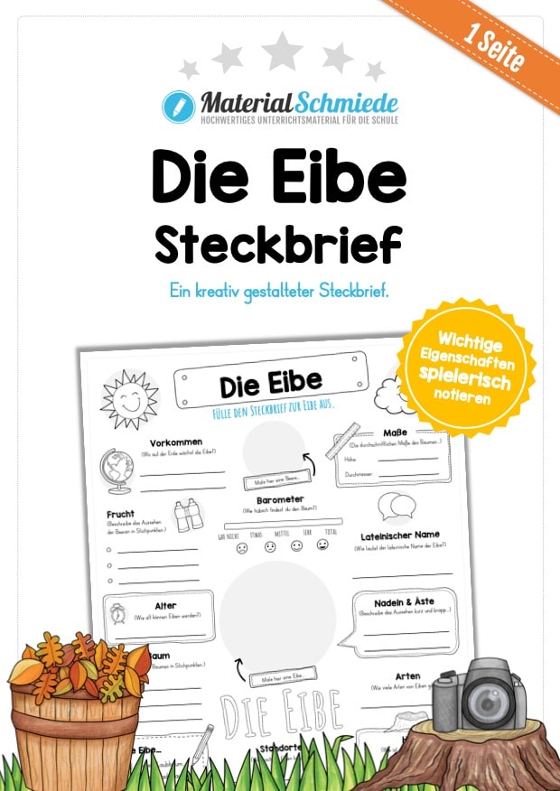 Steckbrief Eibe