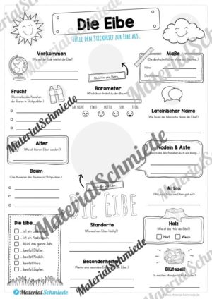 Steckbrief Eibe (Vorschau)