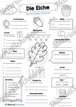 Steckbrief Eiche