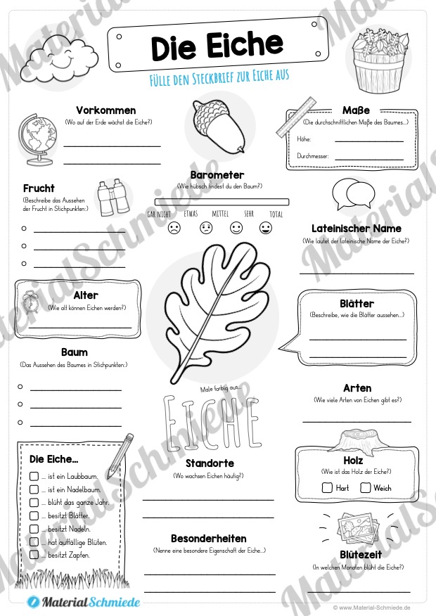 Steckbrief Die Eiche