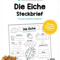 Steckbrief Eiche