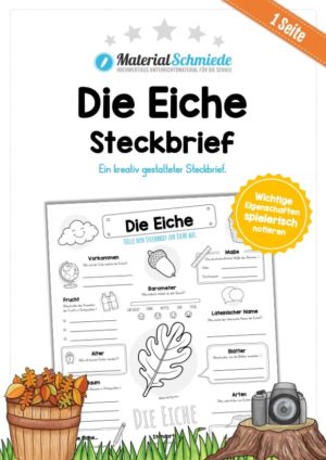 Steckbrief Eiche