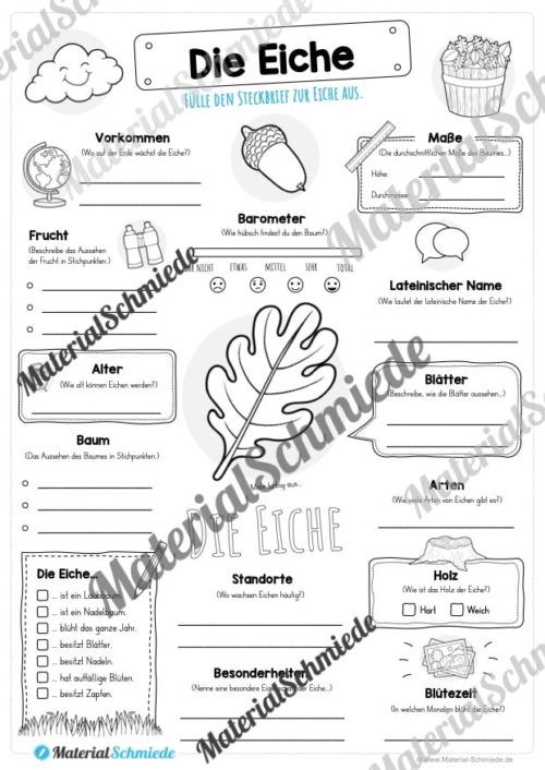 Steckbrief Eiche (Vorschau)