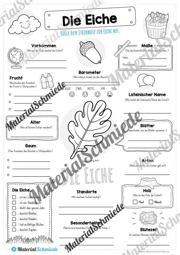 Steckbrief Eiche (Vorschau)