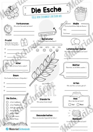 Steckbrief Esche