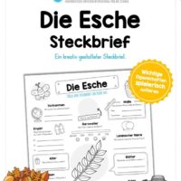 Steckbrief Esche