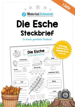 Steckbrief Esche