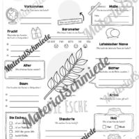 Steckbrief Esche (Vorschau)