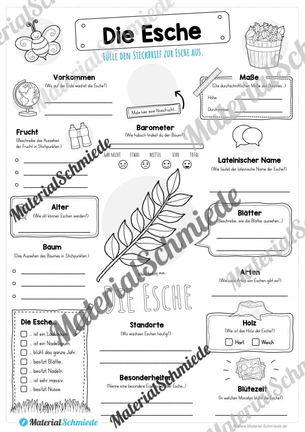 Steckbrief Esche (Vorschau)