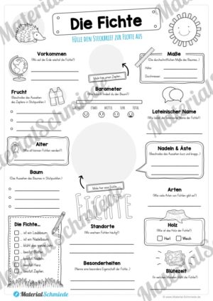 Steckbrief Fichte
