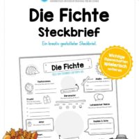 Steckbrief Fichte