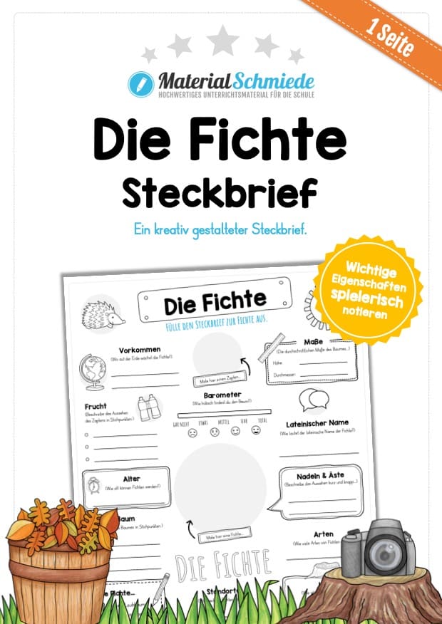 Steckbrief Fichte