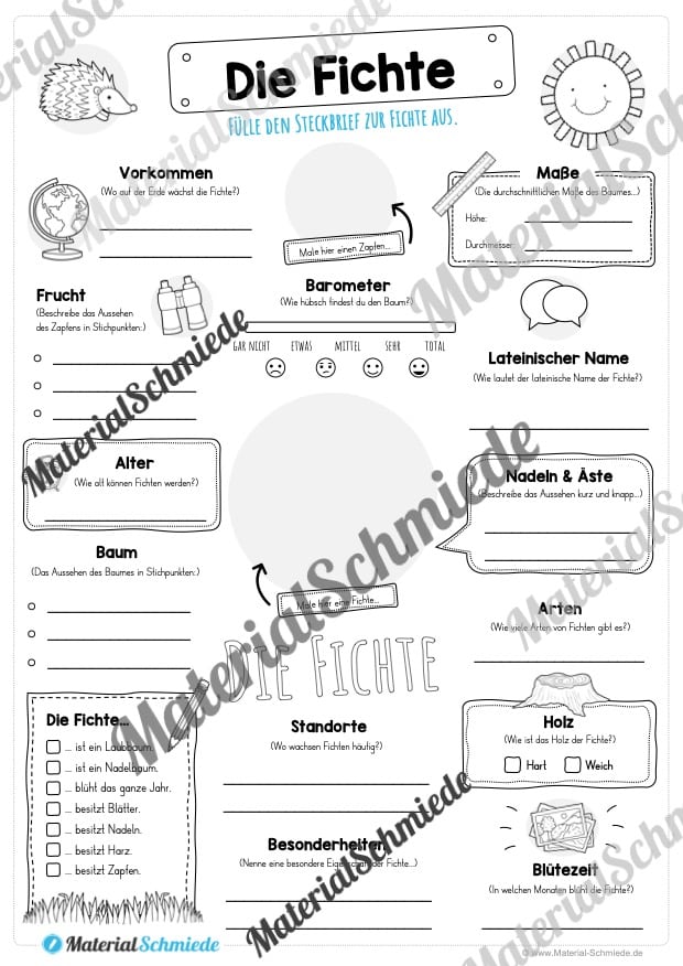 Steckbrief Fichte (Vorschau)