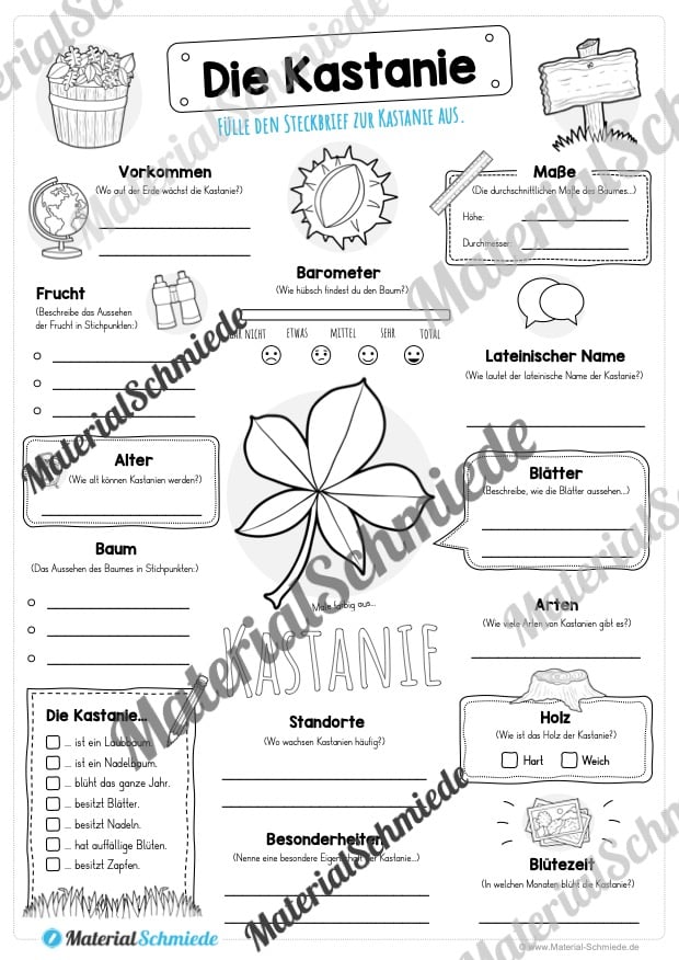 Steckbrief Kastanie (Vorschau)