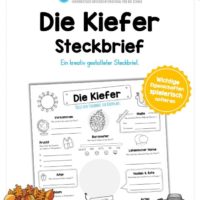 Steckbrief Kiefer