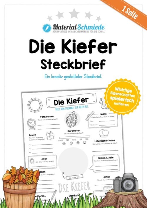 Steckbrief Kiefer