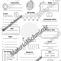 Steckbrief Kiefer (Vorschau)