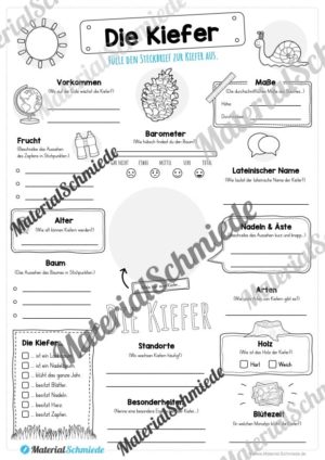 Steckbrief Kiefer (Vorschau)