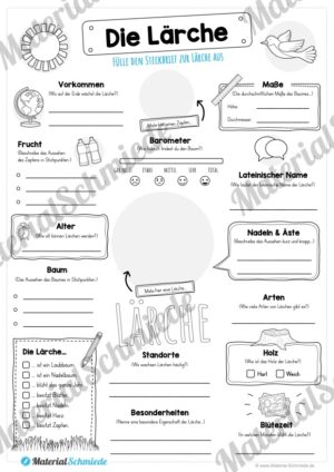 Steckbrief Lärche