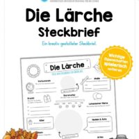 Steckbrief Lärche