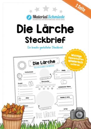 Steckbrief Lärche