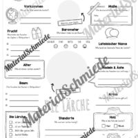 Steckbrief Lärche (Vorschau)