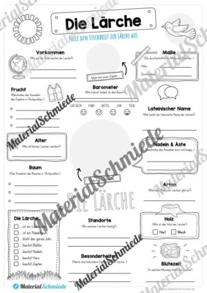 Steckbrief Lärche (Vorschau)