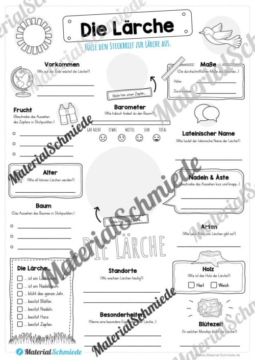 Steckbrief Lärche (Vorschau)