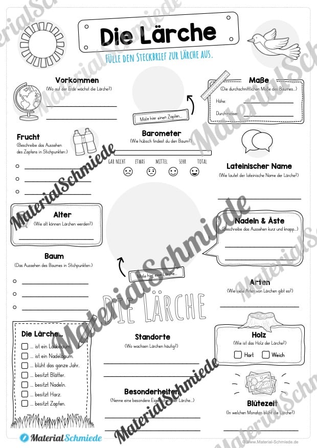 Steckbrief Lärche (Vorschau)