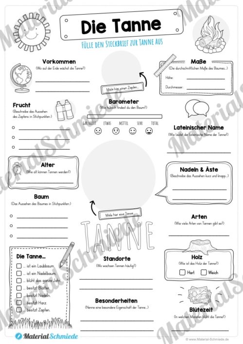Steckbrief Tanne