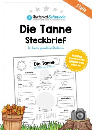 Steckbrief Tanne