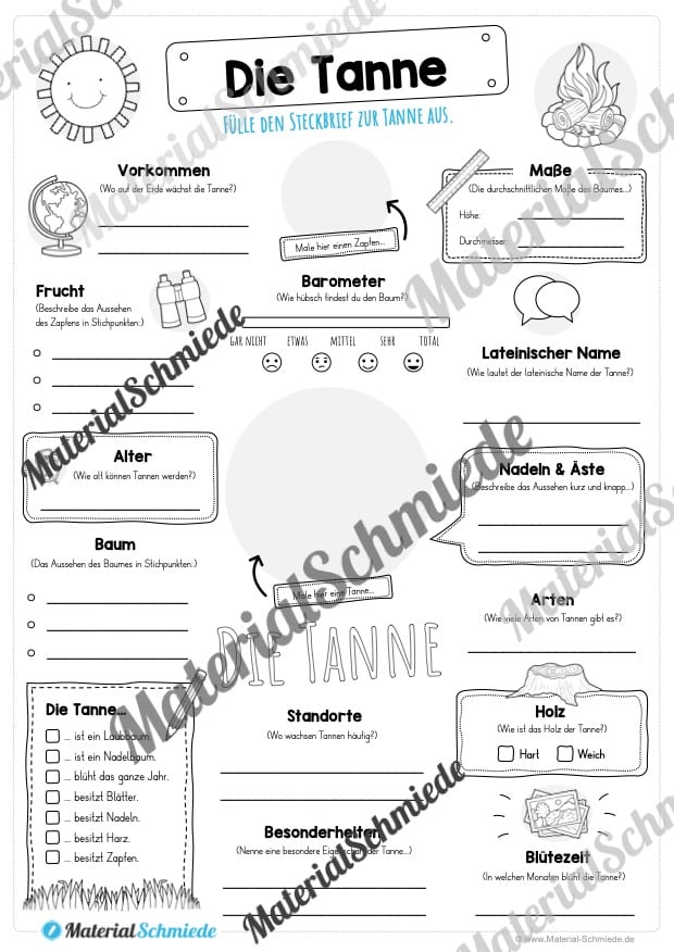 Steckbrief Tanne (Vorschau)