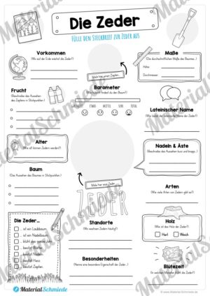 Steckbrief Zeder